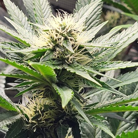 Wedding Cake X Gelato X Gelato 33 growlog timeline photo