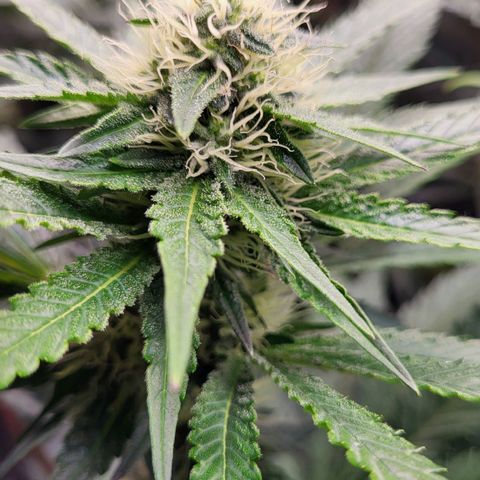 Wedding Cake X Gelato X Gelato 33 growlog timeline photo