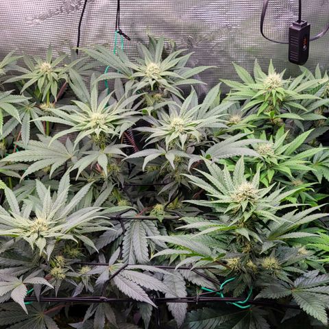 Wedding Cake X Gelato X Gelato 33 growlog timeline photo