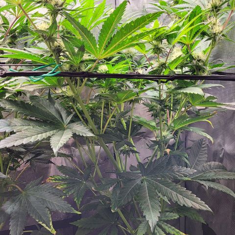 Wedding Cake X Gelato X Gelato 33 growlog timeline photo