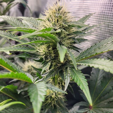 Wedding Cake X Gelato X Gelato 33 growlog timeline photo