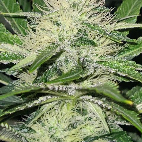 Wedding Cake X Gelato X Gelato 33 growlog timeline photo