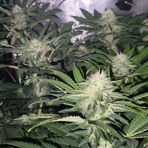Wedding Cake X Gelato X Gelato 33 growlog timeline photo