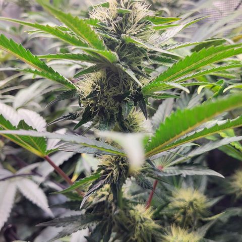 Wedding Cake X Gelato X Gelato 33 growlog timeline photo