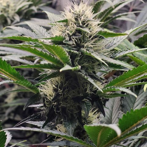 Wedding Cake X Gelato X Gelato 33 growlog timeline photo