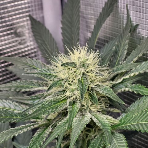 Wedding Cake X Gelato X Gelato 33 growlog timeline photo