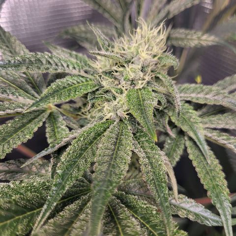 Wedding Cake X Gelato X Gelato 33 growlog timeline photo