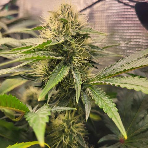 Wedding Cake X Gelato X Gelato 33 growlog timeline photo