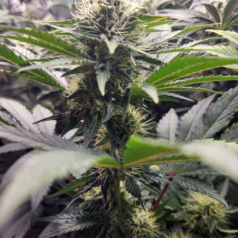 Wedding Cake X Gelato X Gelato 33 growlog timeline photo