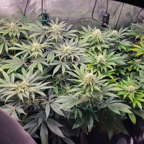 Wedding Cake X Gelato X Gelato 33 growlog timeline photo