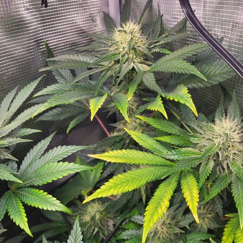 Wedding Cake X Gelato X Gelato 33 growlog timeline photo