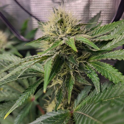 Wedding Cake X Gelato X Gelato 33 growlog timeline photo
