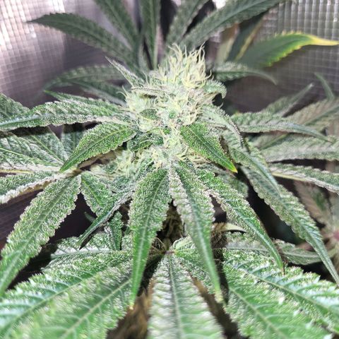 Wedding Cake X Gelato X Gelato 33 growlog timeline photo