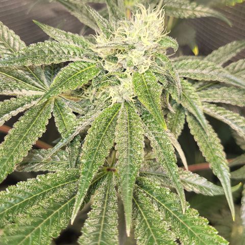 Wedding Cake X Gelato X Gelato 33 growlog timeline photo