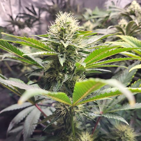 Wedding Cake X Gelato X Gelato 33 growlog timeline photo