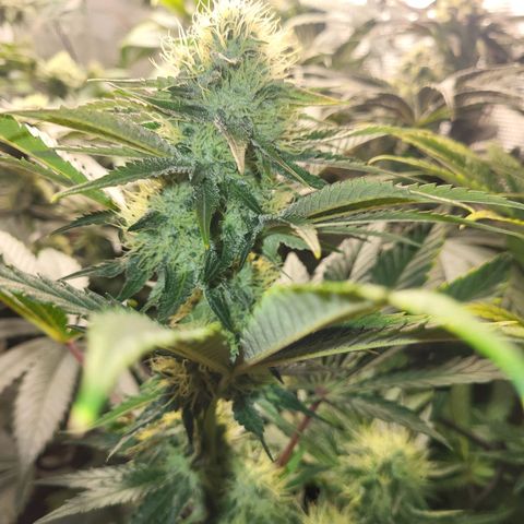 Wedding Cake X Gelato X Gelato 33 growlog timeline photo
