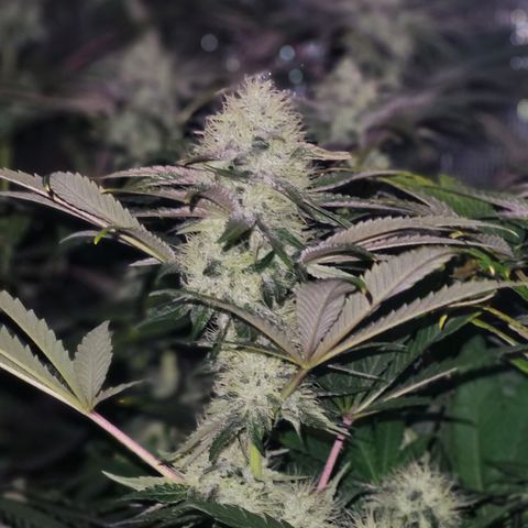 Wedding Cake X Gelato X Gelato 33 growlog timeline photo