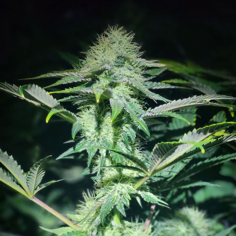 Wedding Cake X Gelato X Gelato 33 growlog timeline photo