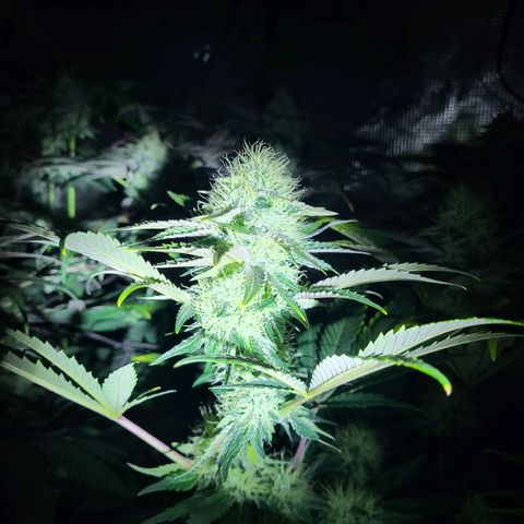 Wedding Cake X Gelato X Gelato 33 growlog timeline photo
