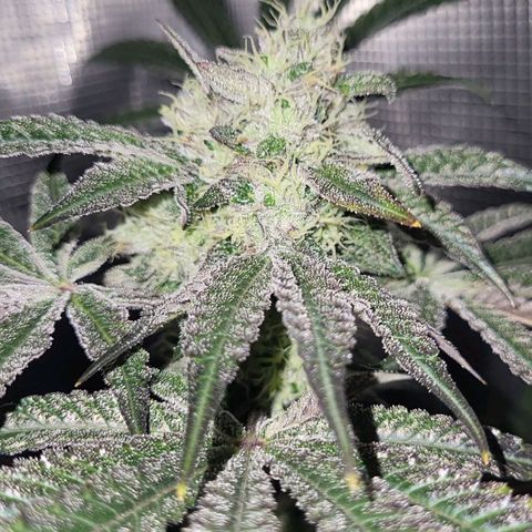 Wedding Cake X Gelato X Gelato 33 growlog timeline photo