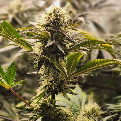 Wedding Cake X Gelato X Gelato 33 growlog timeline photo