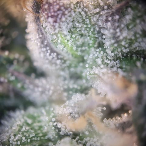 Wedding Cake X Gelato X Gelato 33 growlog timeline photo