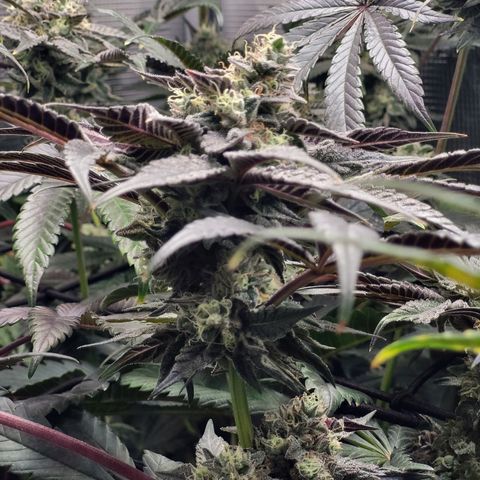 Wedding Cake X Gelato X Gelato 33 growlog timeline photo