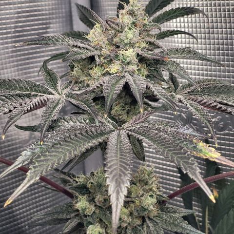 Wedding Cake X Gelato X Gelato 33 growlog timeline photo