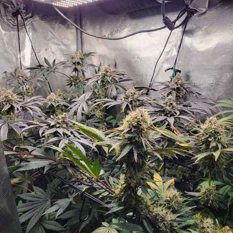 Wedding Cake X Gelato X Gelato 33 growlog timeline photo