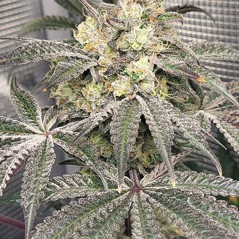 Wedding Cake X Gelato X Gelato 33 growlog timeline photo