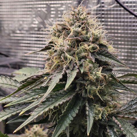 Wedding Cake X Gelato X Gelato 33 growlog timeline photo