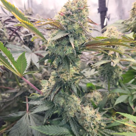Wedding Cake X Gelato X Gelato 33 growlog timeline photo