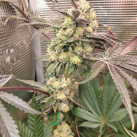 Wedding Cake X Gelato X Gelato 33 growlog timeline photo