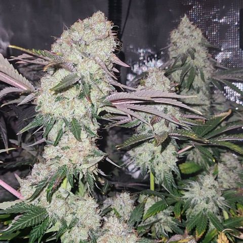Wedding Cake X Gelato X Gelato 33 growlog timeline photo