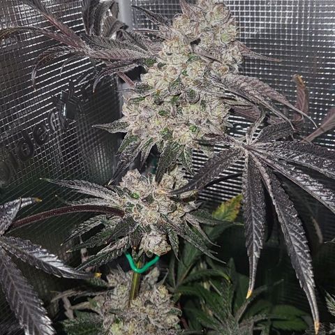 Wedding Cake X Gelato X Gelato 33 growlog timeline photo