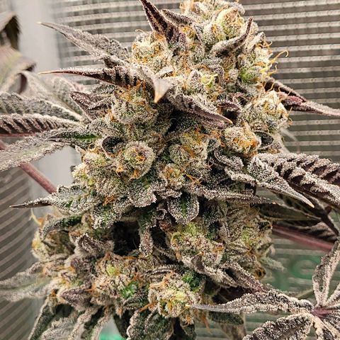 Wedding Cake X Gelato X Gelato 33 growlog timeline photo