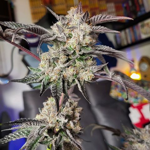 Wedding Cake X Gelato X Gelato 33 growlog timeline photo