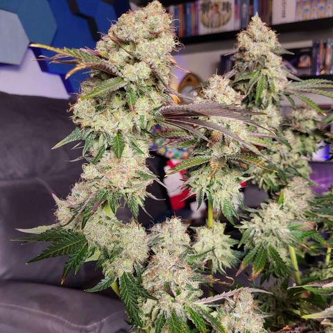 Wedding Cake X Gelato X Gelato 33 growlog timeline photo