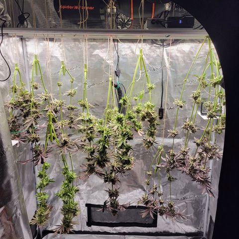 Wedding Cake X Gelato X Gelato 33 growlog timeline photo