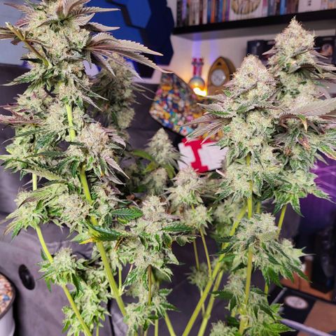 Wedding Cake X Gelato X Gelato 33 growlog timeline photo