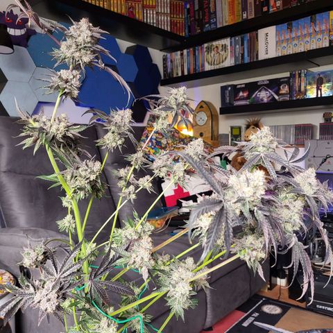 Wedding Cake X Gelato X Gelato 33 growlog timeline photo