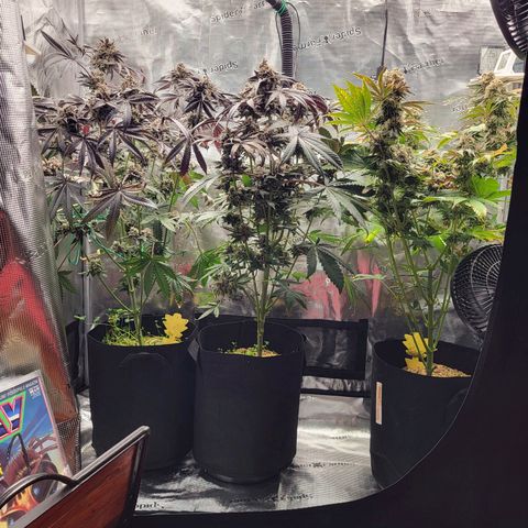 Wedding Cake X Gelato X Gelato 33 growlog timeline photo