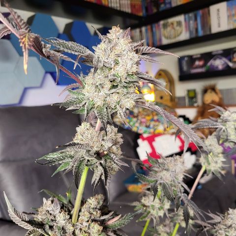 Wedding Cake X Gelato X Gelato 33 growlog timeline photo