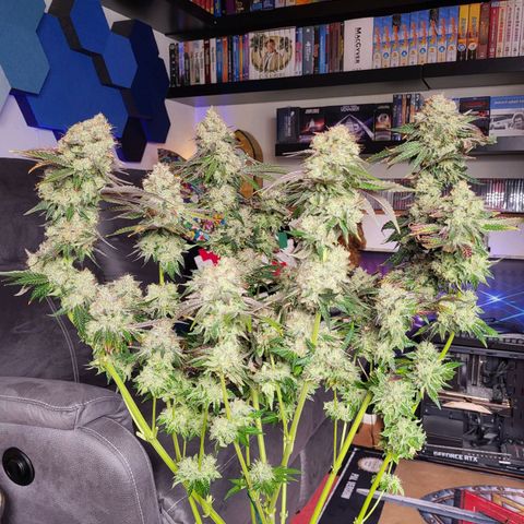 Wedding Cake X Gelato X Gelato 33 growlog timeline photo