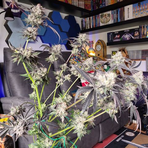 Wedding Cake X Gelato X Gelato 33 growlog timeline photo