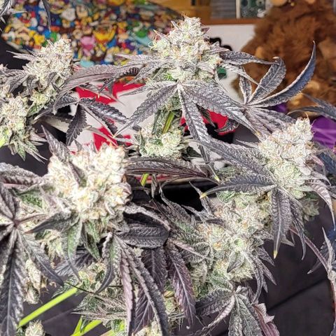 Wedding Cake X Gelato X Gelato 33 growlog timeline photo