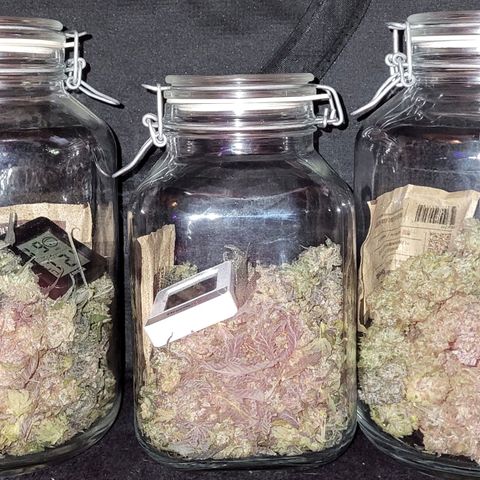 Wedding Cake X Gelato X Gelato 33 growlog timeline photo