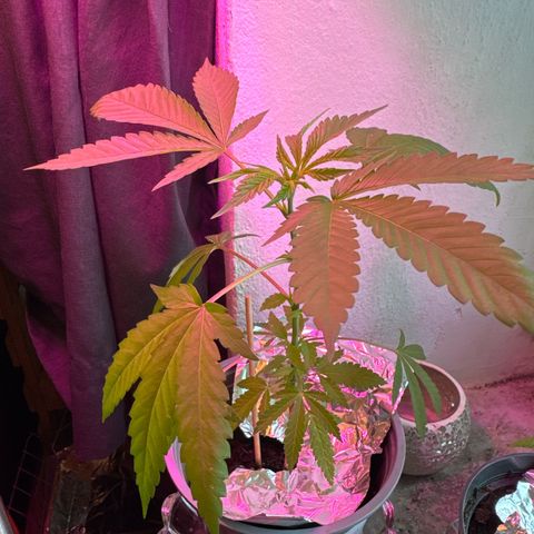 Sweet Cherry Kush growlog photo: Wachstum