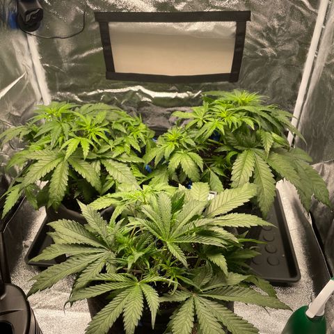 Moby Dick Auto x BioTabs growlog timeline photo