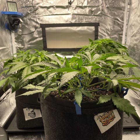 Moby Dick Auto x BioTabs growlog timeline photo